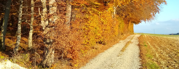 Ausbaufähiger Weg im Wald